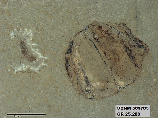 Insecta