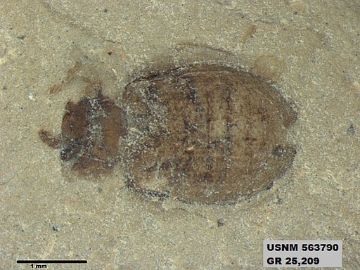 Insecta