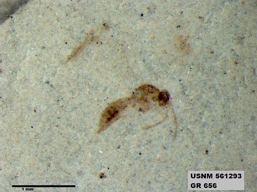 Insecta