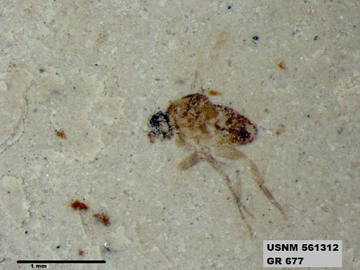 Insecta