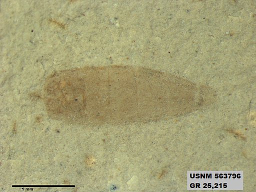 Insecta