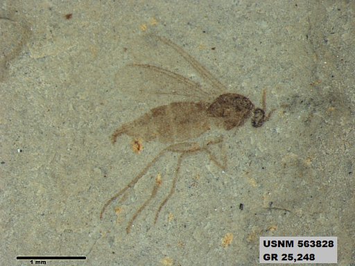 Genus sp
