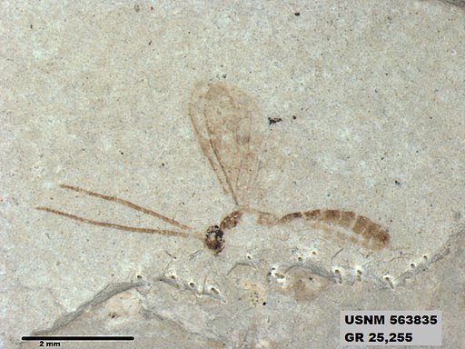 Insecta