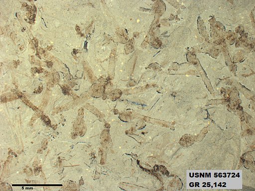 Genus sp