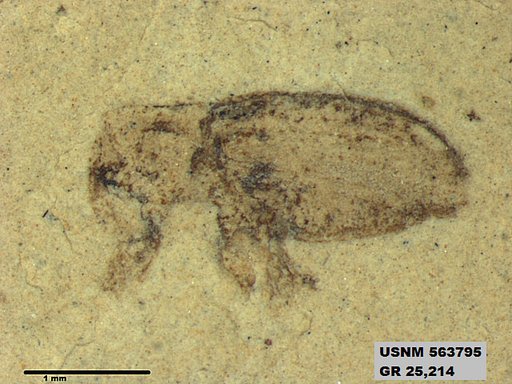 Insecta