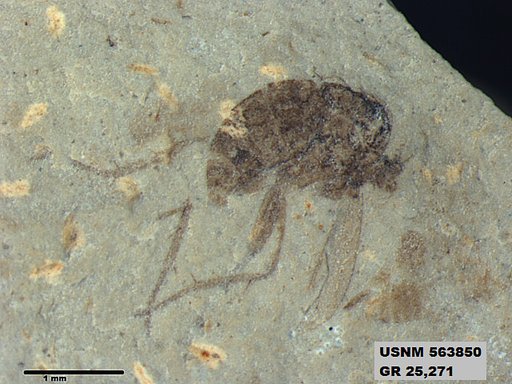 Insecta