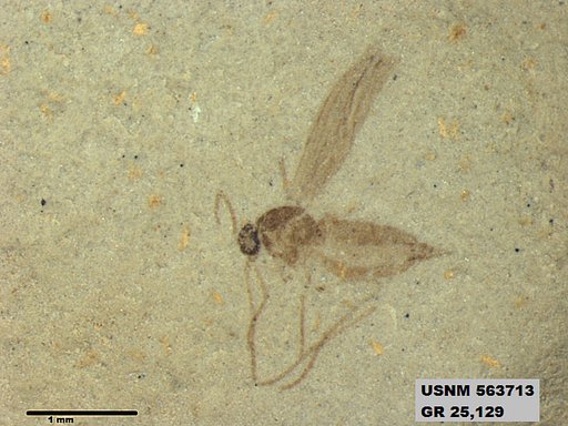 Insecta
