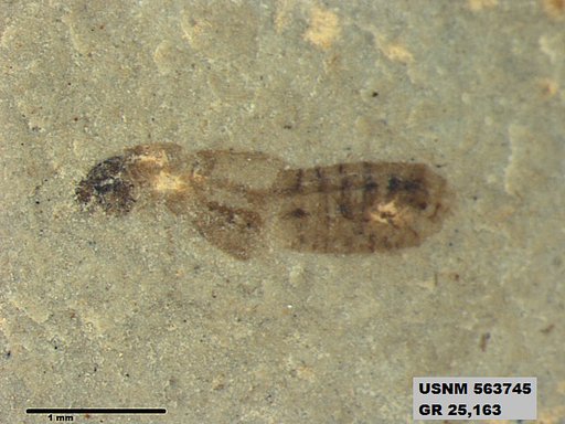 Genus sp