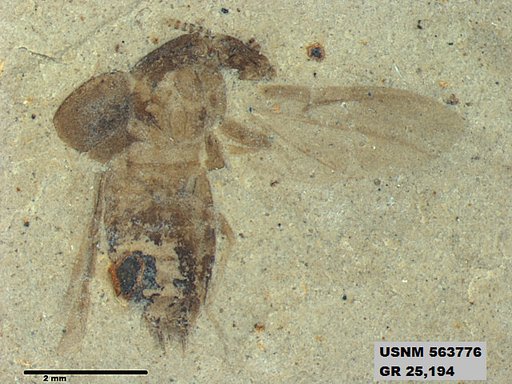 Genus sp