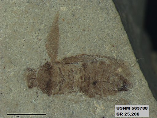 Genus sp