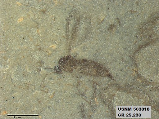 Genus sp