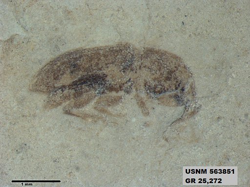 Genus sp