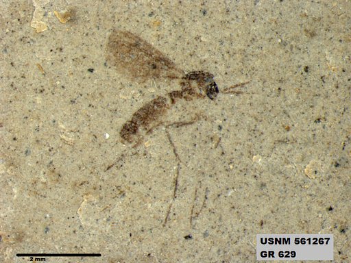 Insecta