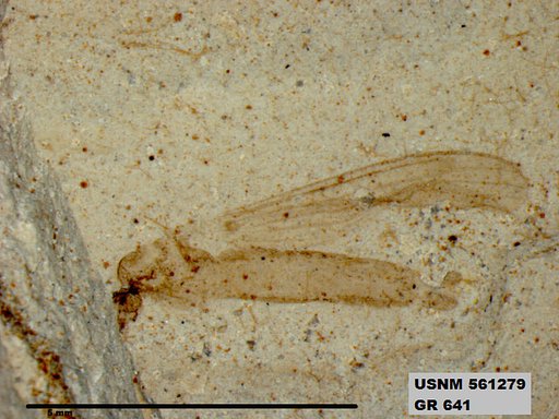 Genus sp