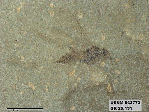Insecta