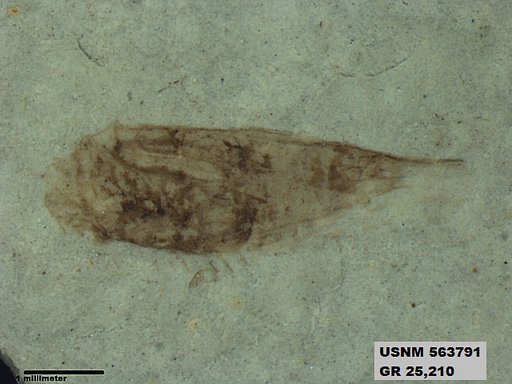 Genus sp