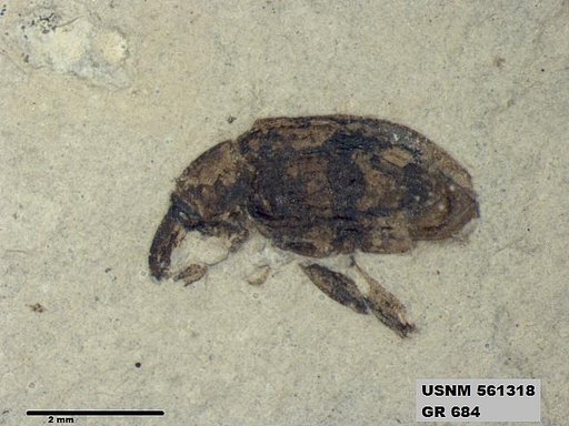 Insecta