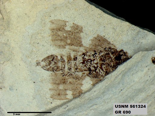 Genus sp
