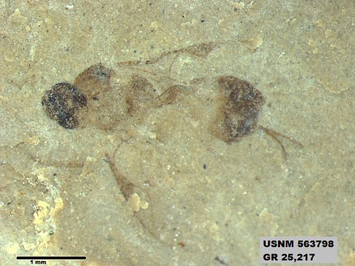 Insecta
