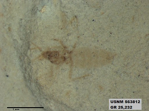 Genus sp