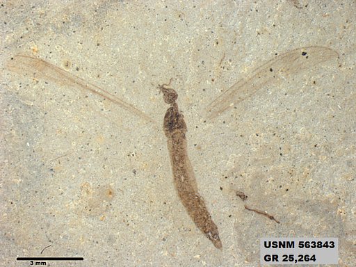 Genus sp