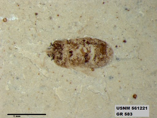 Genus sp
