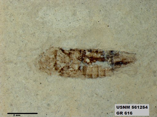 Genus sp