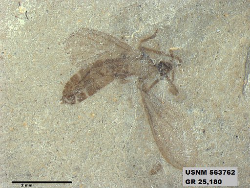 Insecta