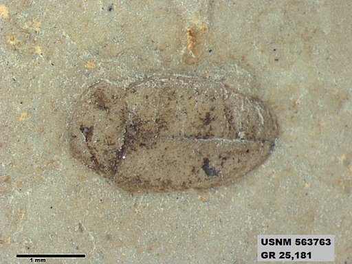 Insecta