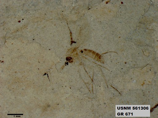 Insecta