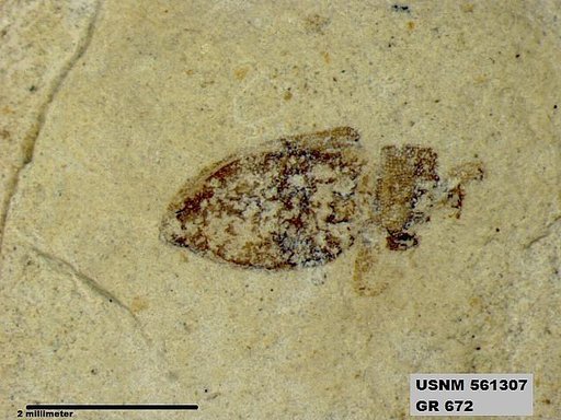 Insecta