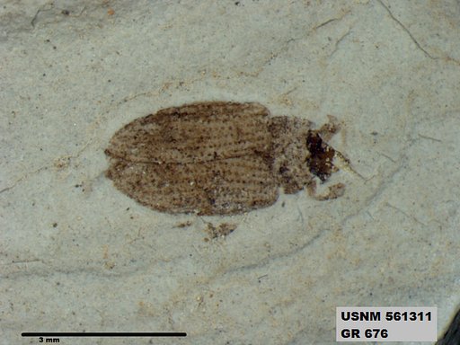 Insecta