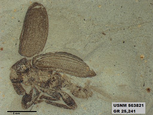 Insecta