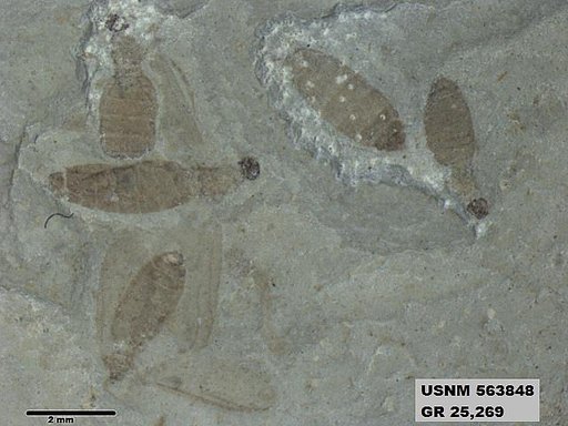 Genus sp