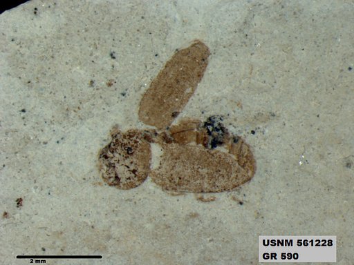 Insecta