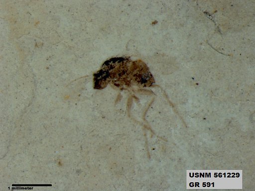 Insecta