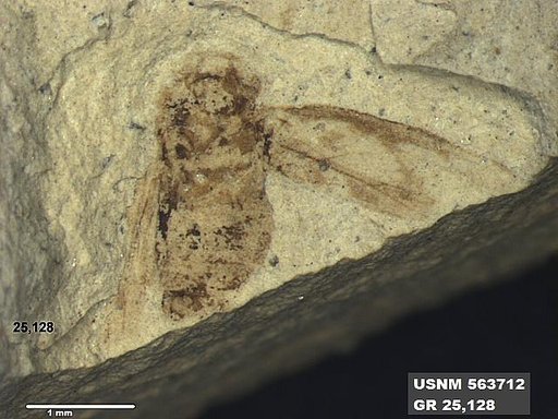 Insecta