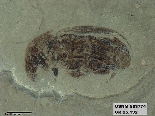 Insecta