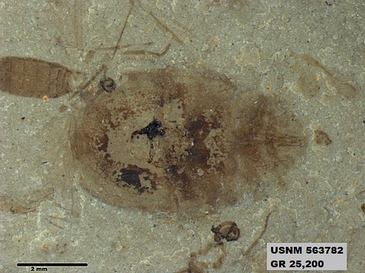 Genus sp