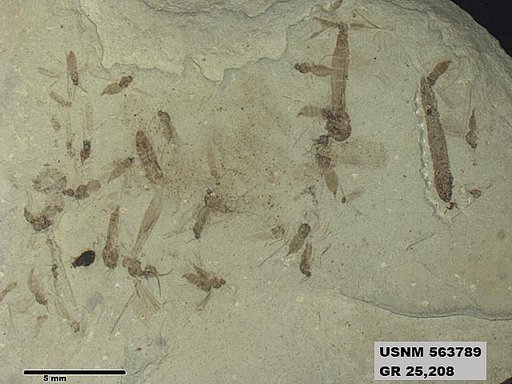 Genus sp