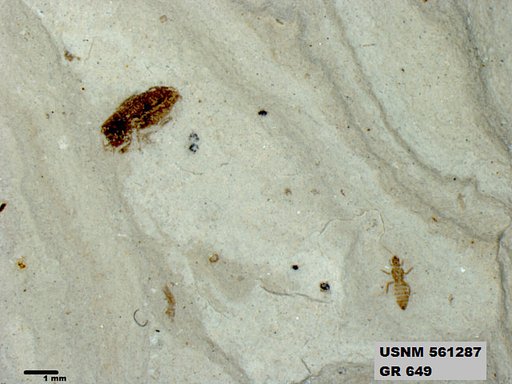 Insecta