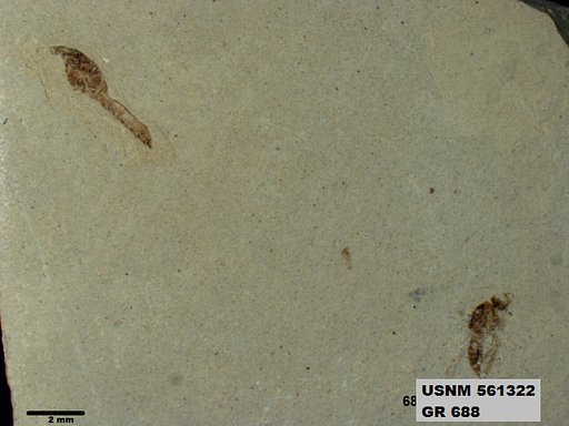 Insecta