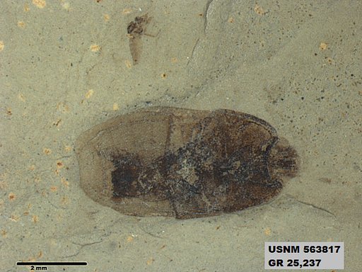 Genus sp