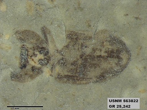 Genus sp