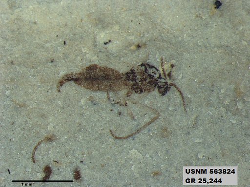Genus sp