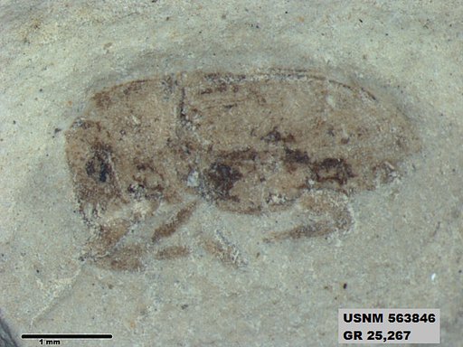 Insecta