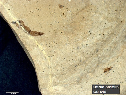 Insecta