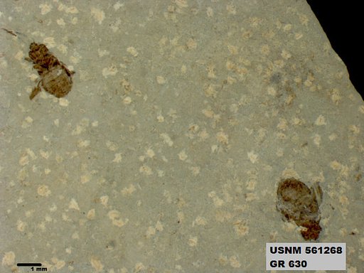 Genus sp