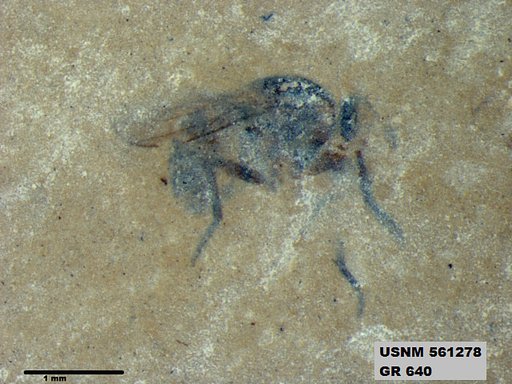 Insecta