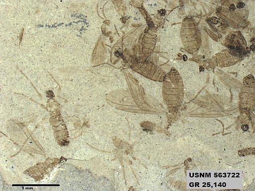 Genus sp